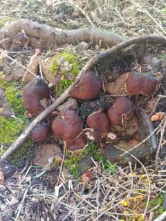 Doughnut Fungus thumbnail 3