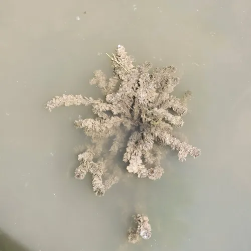 Eurasian water-milfoil