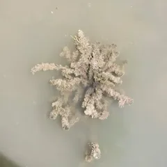 Eurasian water-milfoil thumbnail 1