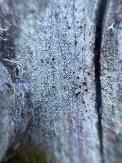 Ophioparma rubricosa thumbnail 3