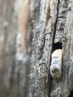white ring stubble lichen thumbnail 2