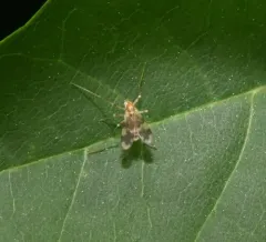 Rheopelopia paramaculipennis thumbnail 3