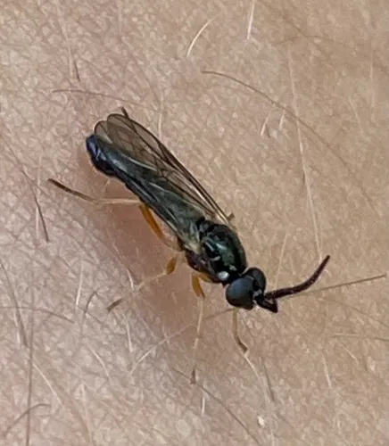 Rachicerus nitidus