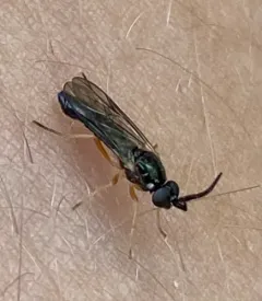 Rachicerus nitidus thumbnail 1