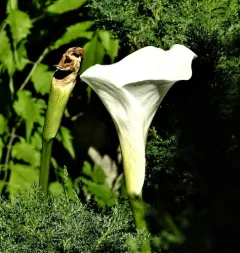 calla lily thumbnail 4