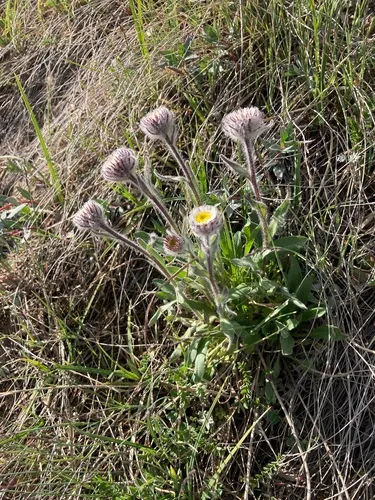 One-flowered Fleabane