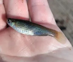 Northern Starhead Topminnow thumbnail 3