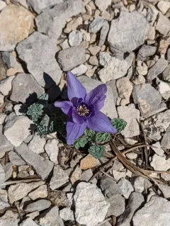 Jones' Columbine thumbnail 4