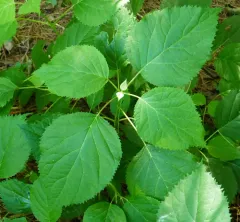 wild hydrangea thumbnail 2