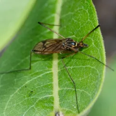 Nephrotoma lugens thumbnail 3