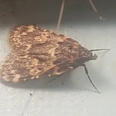 Stored grain moth thumbnail 3