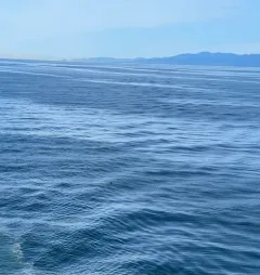 Dall's Porpoise thumbnail 3