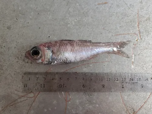Epigonus pandionis