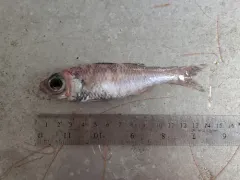 Epigonus pandionis thumbnail 1