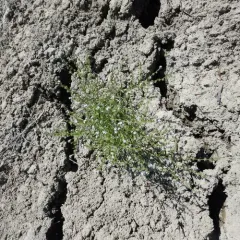 Flatspine Stickseed thumbnail 4