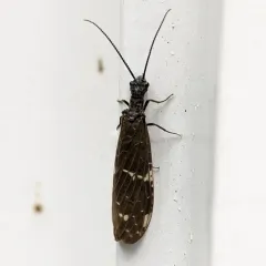 Serrate Dark Fishfly thumbnail 3