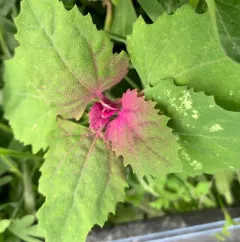 Tree spinach thumbnail 2