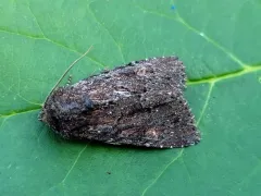 Southern Quaker thumbnail 1
