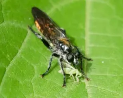 Arrowhead Laphria thumbnail 3