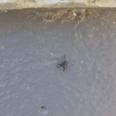 Contrasting Jumping Spider thumbnail 2
