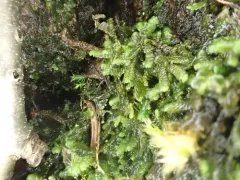 Jubula pennsylvanica thumbnail 1