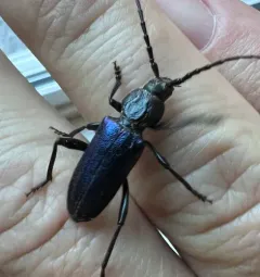 Semanotus amethystinus thumbnail 3