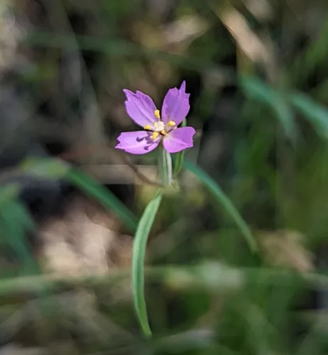 slender clarkia