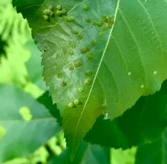 Hickory Bullet Gall Midge thumbnail 3