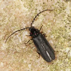 Dotted firefly thumbnail 2