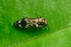 Common Hackberry Agrilus thumbnail 4