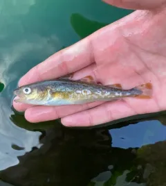 Pacific Cod thumbnail 3
