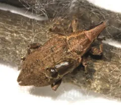 Listronotus caudatus thumbnail 3