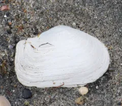 Truncate Softshell Clam thumbnail 3