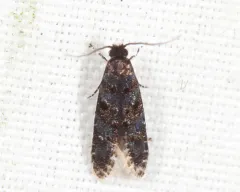 Homosetia bifasciella thumbnail 2