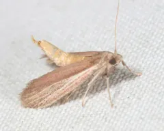 Peoria bipartitella thumbnail 2