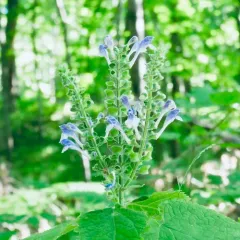 Heart-leaved Skullcap thumbnail 1