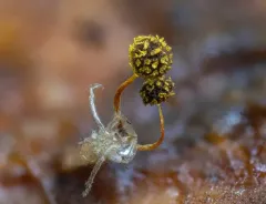 Physarum viride thumbnail 4