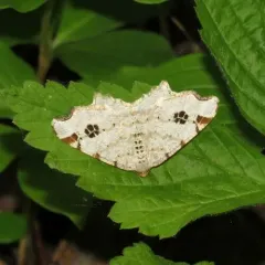 Birch Angle thumbnail 4