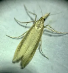 Delightful Donacaula Moth thumbnail 2