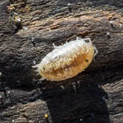 Commando Isopod thumbnail 2