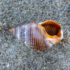 Channeled Basket Snail thumbnail 3