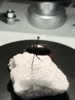 Hydrochara obtusata thumbnail 3