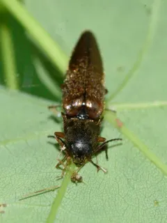 Sericus honestus thumbnail 4
