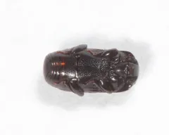 Teretrius latebricola thumbnail 2