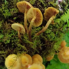 Sheathed Woodtuft thumbnail 3