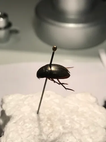 Tropisternus mixtus