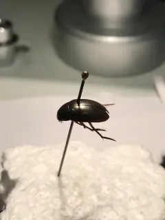Tropisternus mixtus thumbnail 1
