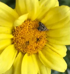 Everlasting Tebenna Moth thumbnail 4