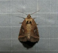 Included Cordgrass Borer Moth thumbnail 2