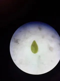 side-grooved cryptantha thumbnail 4